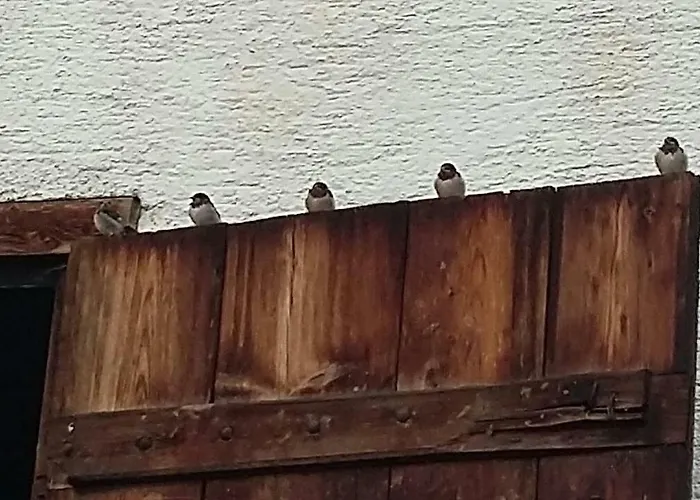 ファームステイ Grubhof Weissenbacher *